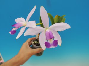 Cattleya violacea