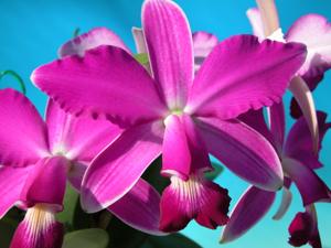 Cattleya violacea