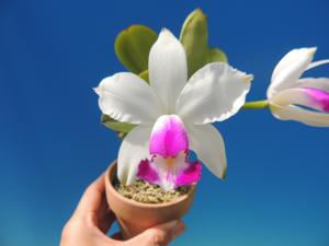 Cattleya violacea