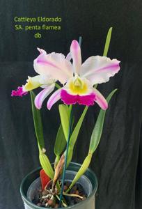 Cattleya wallisii