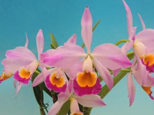 Cattleya wallisii