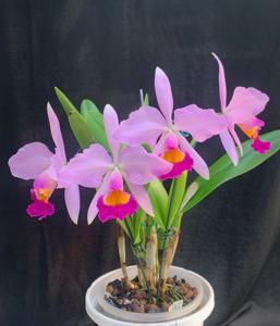 Cattleya wallisii