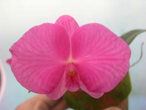 Cattleya wittigiana