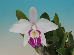 Cattleya sincorana