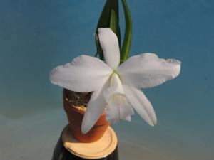 Cattleya sincorana