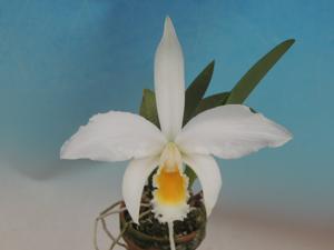 Cattleya jongheana