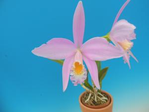 Cattleya jongheana