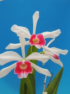 Cattleya purpurata