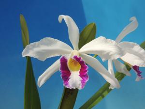 Cattleya purpurata