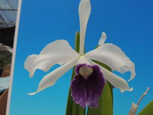 Cattleya purpurata