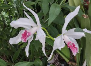 Cattleya purpurata