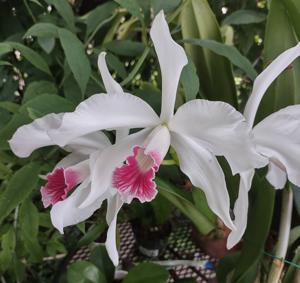 Cattleya purpurata