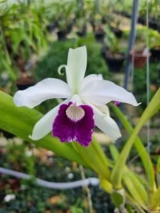 Cattleya purpurata