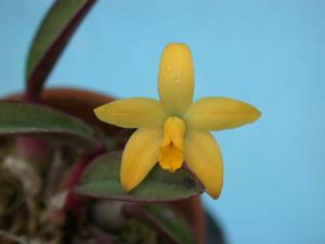 Cattleya esalqueana