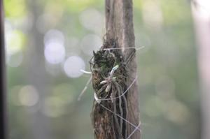 Chiloschista viridiflava