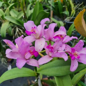 Cattleya amethystoglossa