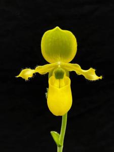 Paphiopedilum primulinum