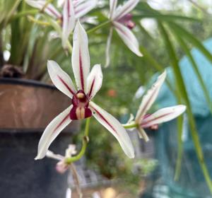 Cymbidium dayanum