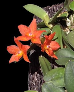 Cattleya cernua