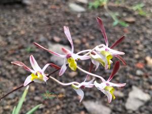 Dendrobium carronii