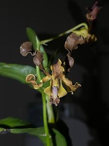 Dendrobium discolor