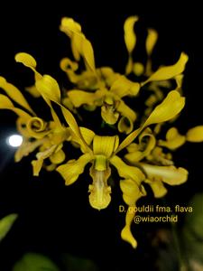 Dendrobium gouldii