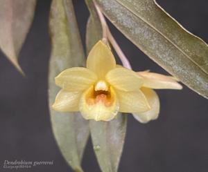 Dendrobium guerreroi