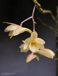 Dendrobium guerreroi