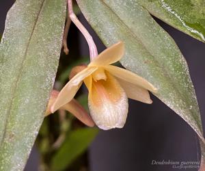 Dendrobium guerreroi