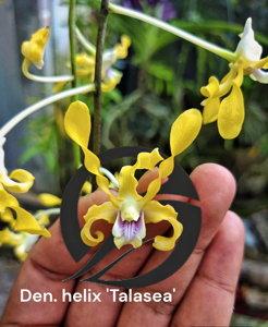 Dendrobium helix