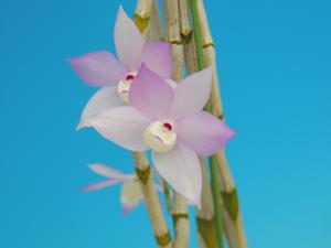 Dendrobium hercoglossum