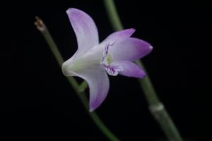 Dendrobium kingianum