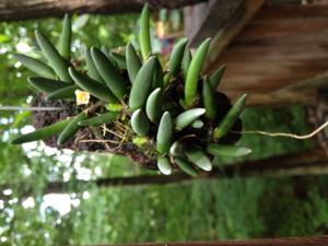 Dendrobium lichenastrum