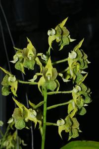 Dendrobium macrophyllum