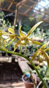 Dendrobium mirbelianum