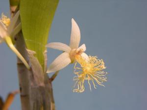 Dendrobium scopa