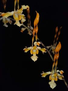 Dendrobium strebloceras