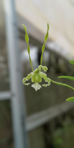 Dendrobium strebloceras