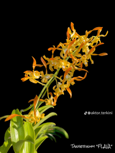 Dendrobium tangerinum