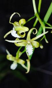 Dendrobium teretifolium