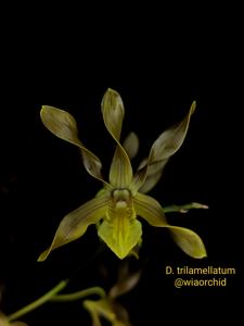 Dendrobium trilamellatum