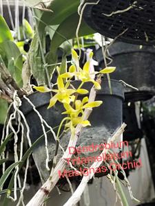 Dendrobium trilamellatum