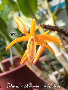 Dendrobium unicum