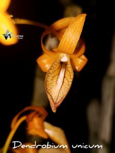 Dendrobium unicum