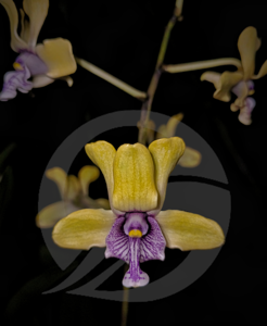 Dendrobium violaceoflavens