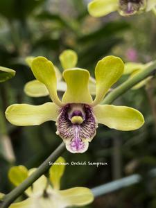 Dendrobium violaceoflavens