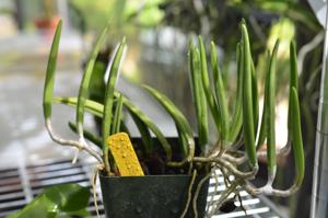 Dendrobium wassellii