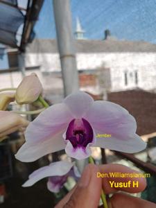 Dendrobium williamsianum