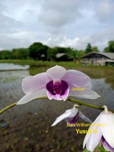 Dendrobium williamsianum