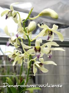 Dendrobium wulaiense